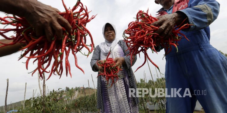 Petani Cabai: Harga Turun Akhir Bulan