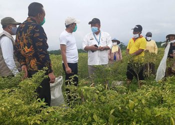 Pusat Bantu Benih Cabai 30 Hektare di Kab Probolinggo