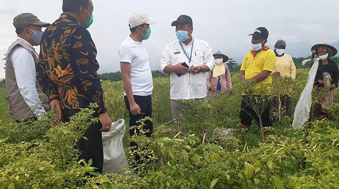 Pusat Bantu Benih Cabai 30 Hektare di Kab Probolinggo