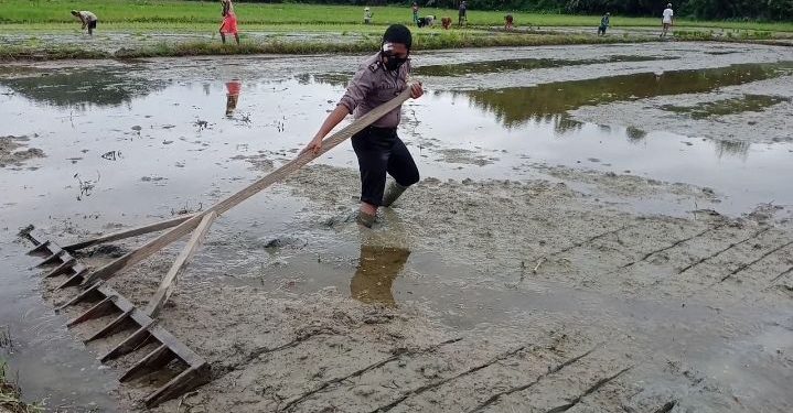 Dukung Ketahanan Pangan, Bhabinkamtibmas Turun ke Sawah Bantu Petani