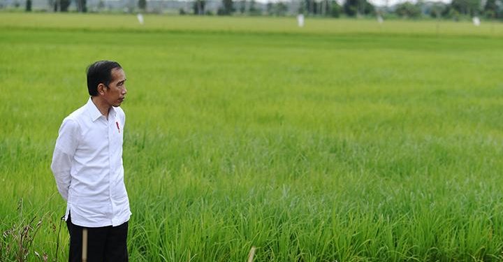 Jokowi Minta Proyek Lumbung Pangan di Sumut dan Kalteng Rampung Tahun Ini