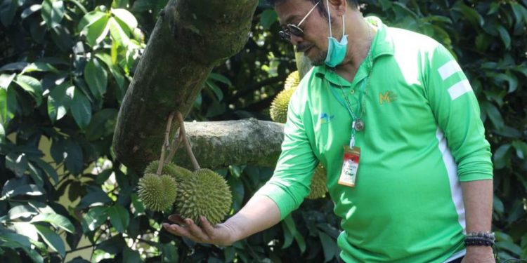 Tahun Ini, Kementan Kembali Gencarkan Diversifikasi Pangan