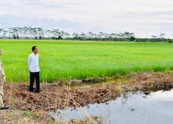 10.000 Hektare di Kalsel Siap Sokong Lumbung Pangan Nasional