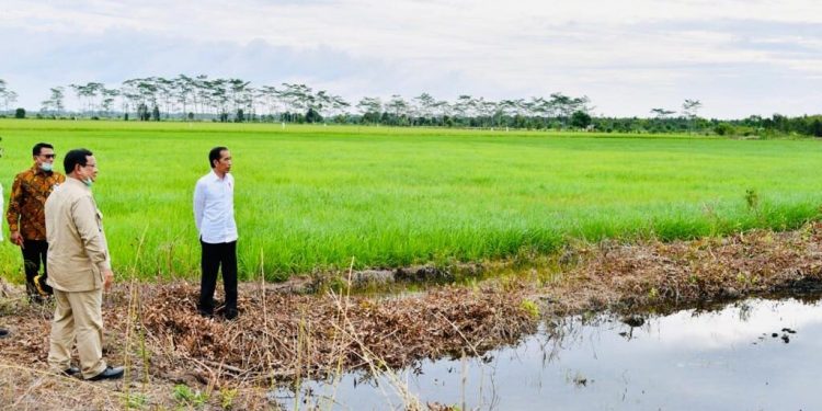 10.000 Hektare di Kalsel Siap Sokong Lumbung Pangan Nasional