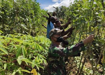 Satgas Yonif PR 432 Kostrad Bersama Masyarakat Tingkatkan Ketahanan Pangan