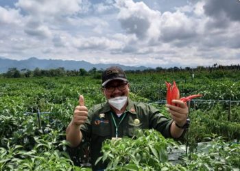 Kurangi Impor, Kementan Kembangkan Budidaya Bawang Putih di Probolinggo