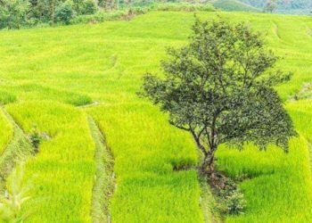 Kementan Dorong Diversifikasi Pangan sebagai Penyangga Ketahanan Pangan Nasional