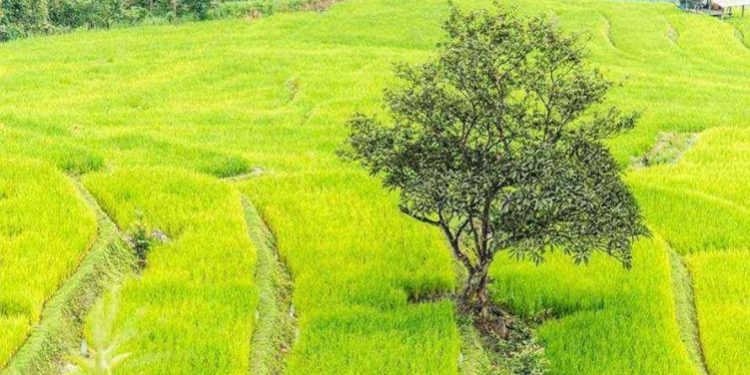 Kementan Dorong Diversifikasi Pangan sebagai Penyangga Ketahanan Pangan Nasional