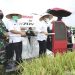 Kinerja Pertanian Padi Banyuwangi Lampaui Target Meski di Tengah Pandemi