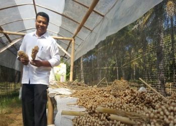 Sumber Pangan Alternatif, Desa Tembok Kembangkan Tanaman Sorgum