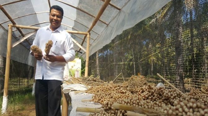 Sumber Pangan Alternatif, Desa Tembok Kembangkan Tanaman Sorgum