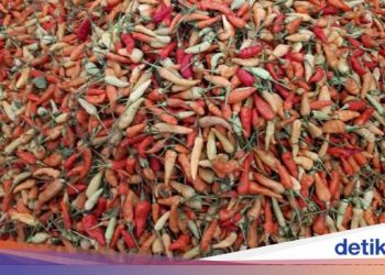 Jurus Kementan Bantu Petani Cabai Pemula