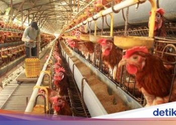 Jurus Kementan Pulihkan Anjloknya Harga Ayam