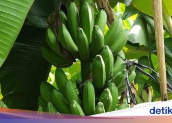 Kementan Imbau Petani Tidak Jual Buah ‘Karbitan’, Ini Alasannya