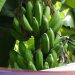 Kementan Imbau Petani Tidak Jual Buah ‘Karbitan’, Ini Alasannya