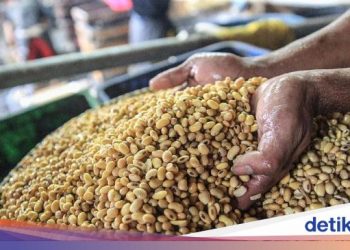 Kementan Janji Tingkatkan Produksi Kedelai, Ini Langkahnya