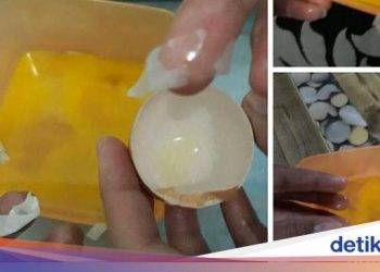 Kementan Tegaskan Info Telur Palsu Hoax