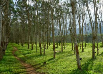 Konflik Agraria Tahun 2020 Didominasi Sektor Perkebunan