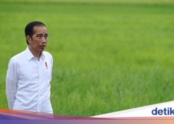 Lumbung Pangan Dikebut, Jokowi Minta Gubernur Percepat Urusan Izin