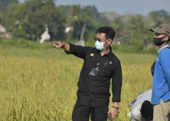 Masa Panen, Food Estate Bisa Hasilkan Padi 4-6 Ton Per Hektare