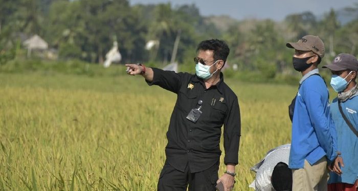 Masa Panen, Food Estate Bisa Hasilkan Padi 4-6 Ton Per Hektare