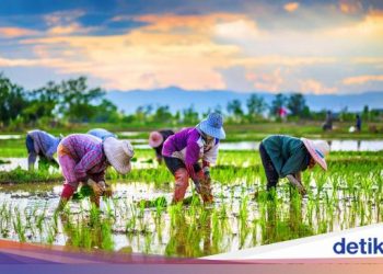 Percepat Musim Tanam, Mentan Klaim Ada Overstock Beras Jutaan Ton 2021