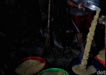 Petani Blak-blakan Alasan Ogah Tanam Kedelai