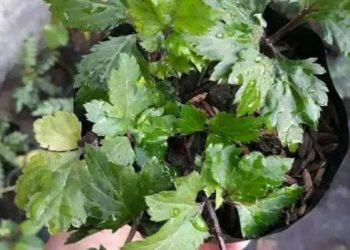 Purwaceng, Tanaman Endemik di Dieng yang Dijuluki ‘Viagra of Java’