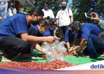 Upaya Kementan Dorong Petani di Lumajang Tingkatkan Kualitas Kopi