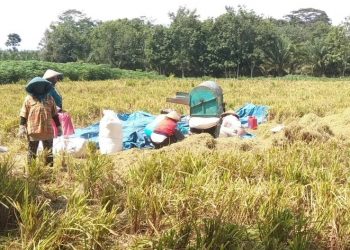 Akademisi UGM: Kita Harus Bentuk Karakter Konsumsi Pangan Lokal