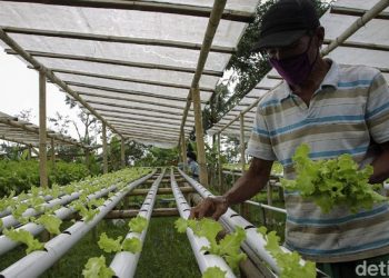 Anggota DPR: Sektor Pertanian Kebal Terhadap Krisis Ekonomi Nasional