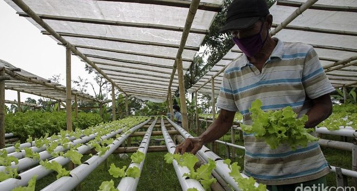 Anggota DPR: Sektor Pertanian Kebal Terhadap Krisis Ekonomi Nasional