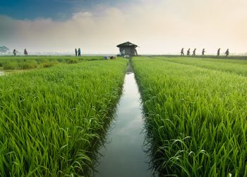 Ketahanan Pangan Indonesia Diklaim Semakin Baik, Ini Indikatornya