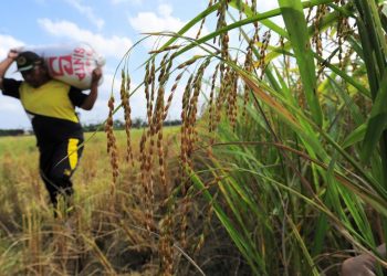 Pertani Genjot Penjualan Benih dan Beras