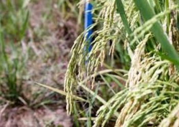 Bernilai Tinggi, Petani Kalteng Gemari Inpari 42