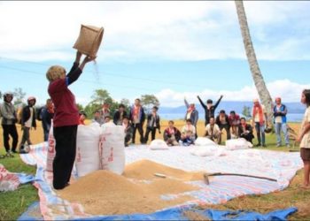 Food Estate Pulang Pisau Siap Panen, Kementan: Bisa 6,4 Ton/Hektare