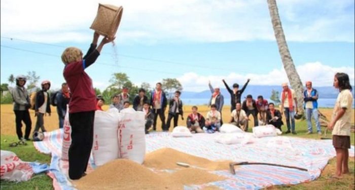 Food Estate Pulang Pisau Siap Panen, Kementan: Bisa 6,4 Ton/Hektare