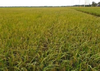 Kawal Produksi Padi di Awal Tahun, Kementan Lakukan Pengendalian WBC