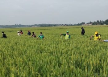 Kementan Gerak Cepat  Atasi Hama Wereng Coklat Di Bekasi