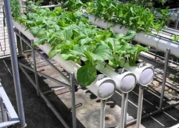 Kementan: Urban Farming Dukung Pertumbuhan Ekonomi Indonesia