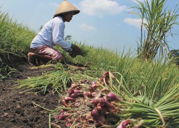 Mentan Bicara Kesiapan Pangan Jelang Ramadhan 2021, Stok Aman?