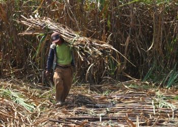 Petani Tebu Tolak Kebijakan Izinkan Pabrik Gula Impor Bahan Baku