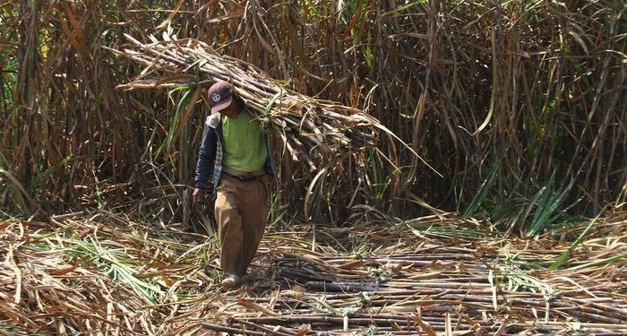 Petani Tebu Tolak Kebijakan Izinkan Pabrik Gula Impor Bahan Baku