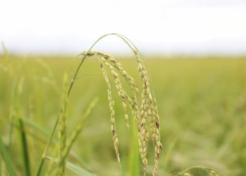 Petani Desa Gadabung Sumringah Sambut Panen Raya Food Estate
