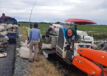 Siap Panen, Petani di Lahan Food Estate Raih Hasil Menggembirakan