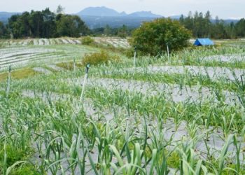 Terkait Data Food Sustainaible Index, Rektor IPB : Indikat Ketahanan Pangan Kita Memang Unggul Dari Negara Lain