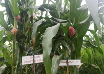 Turiman Pajale, Solusi Tingkatkan Ekonomi Petani