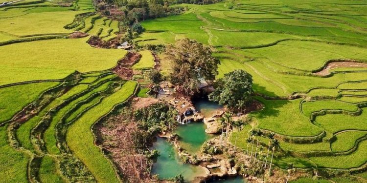 BPS Catat Ekspor Pertanian di Januari Naik 13,91%, Ini Kata Kementan