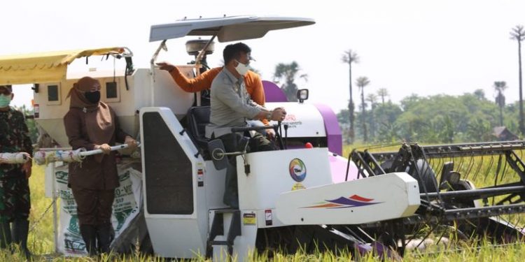 BPS Perkirakan Produksi Beras Nasional Tahun 2021 Naik 4,86%