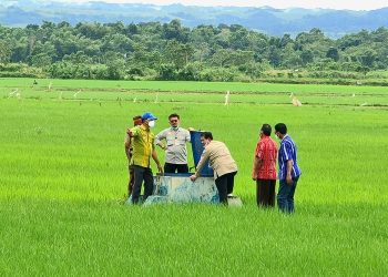 Bentuk Tim Pendamping Food Estate, Kementan: Kita Harus Fight